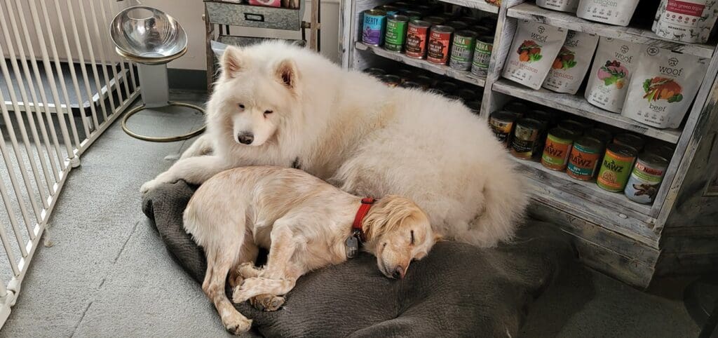 dogs cuddling together at out dog boarding south lake tahoe