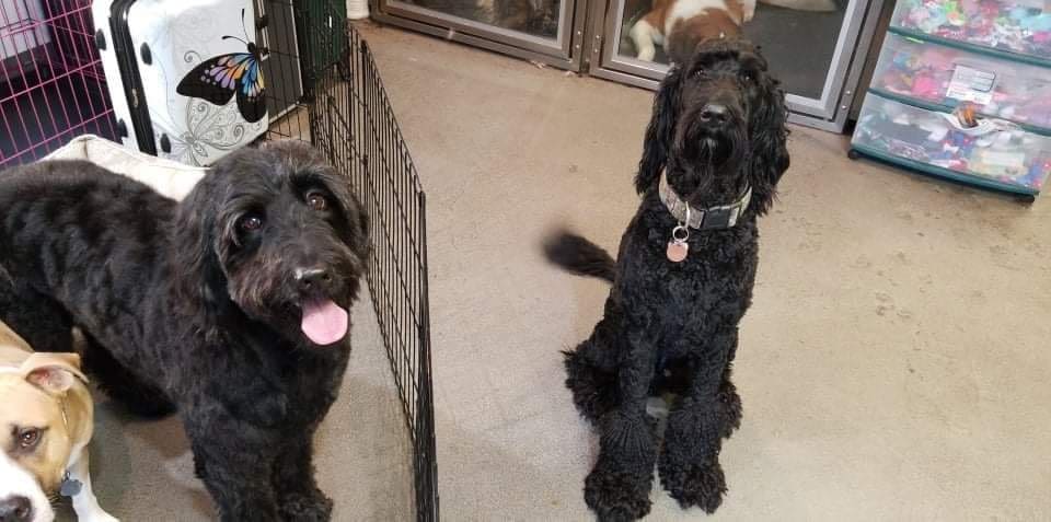 Two dogs waiting to patiently play