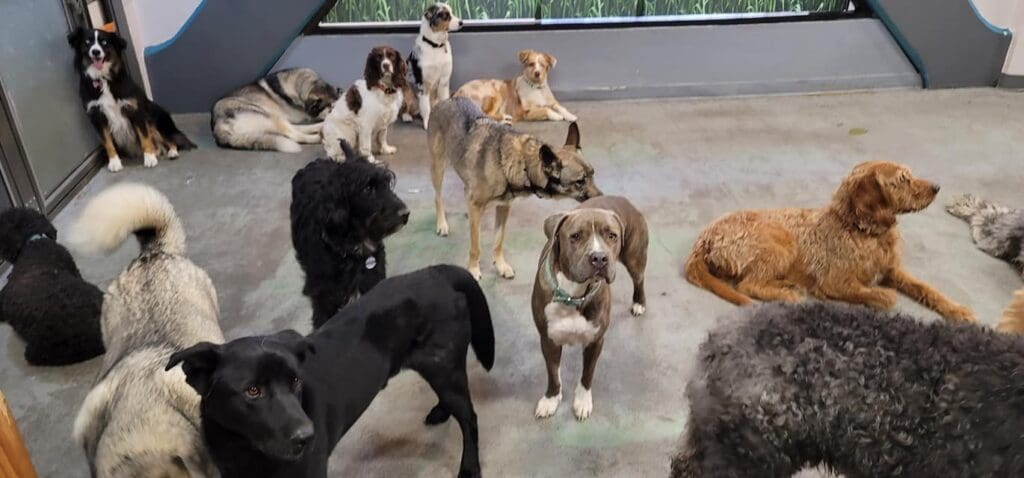 Dog playing around at a dog daycare in South Lake Tahoe