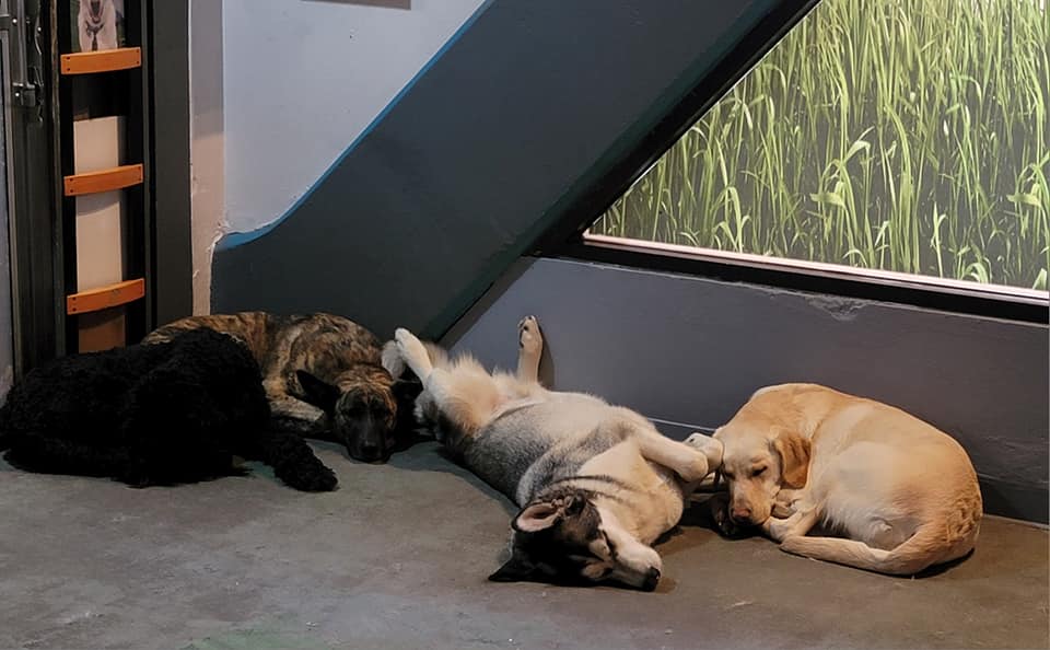 Dogs sleeping at a dog daycare in lake tahoe 