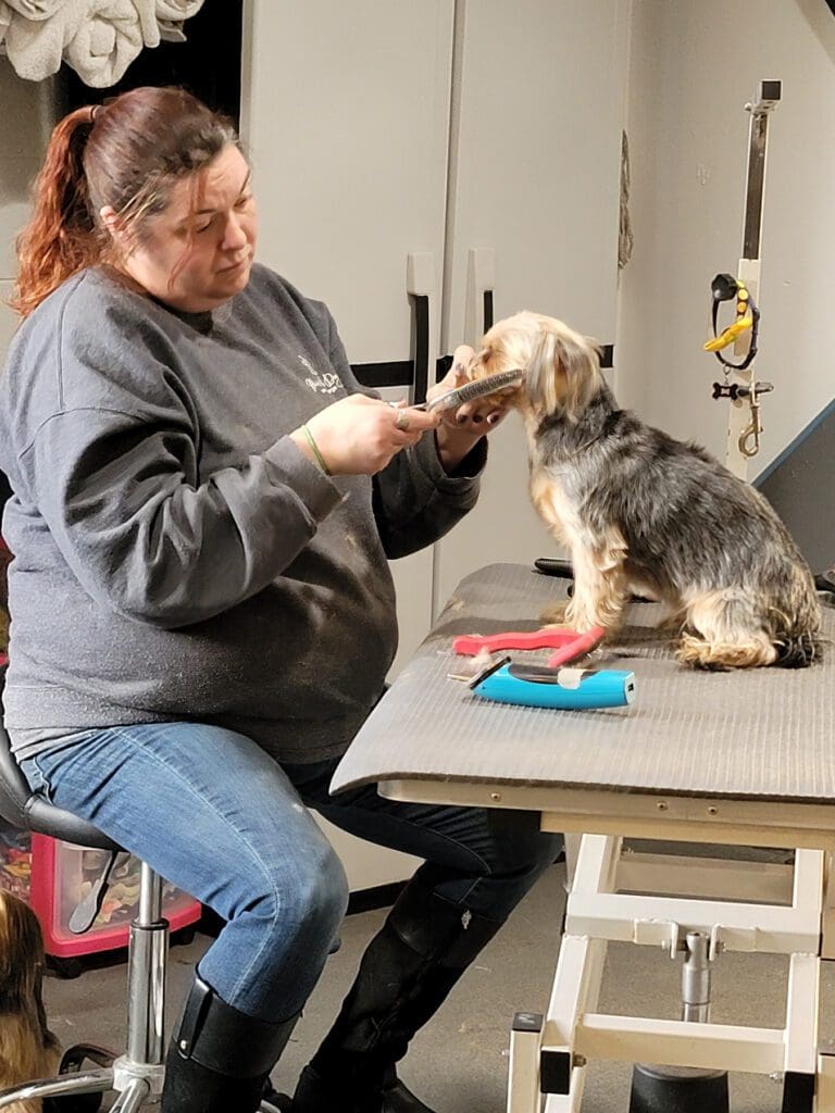 A dog getting a trim