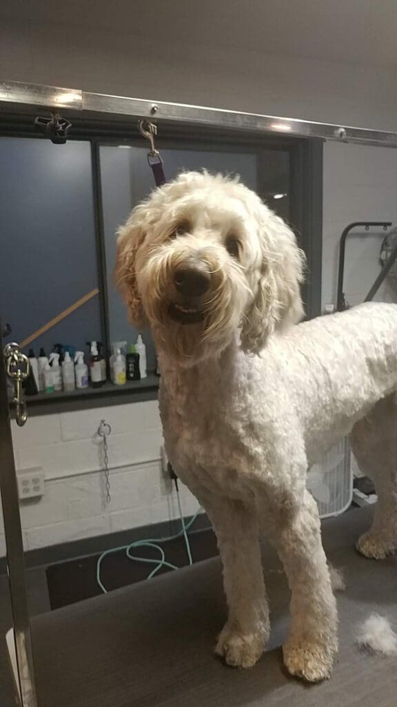 Cute dog after getting groomed