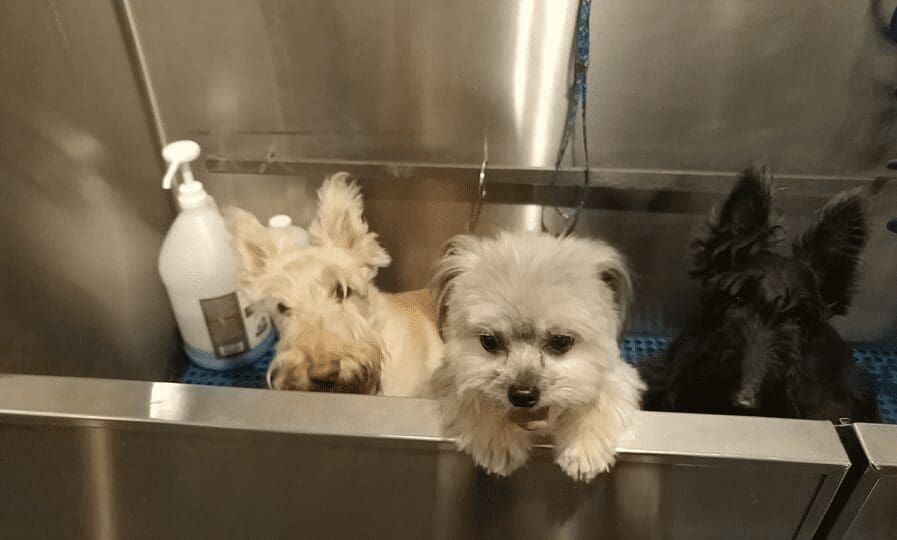 Cute little puppies in a tub