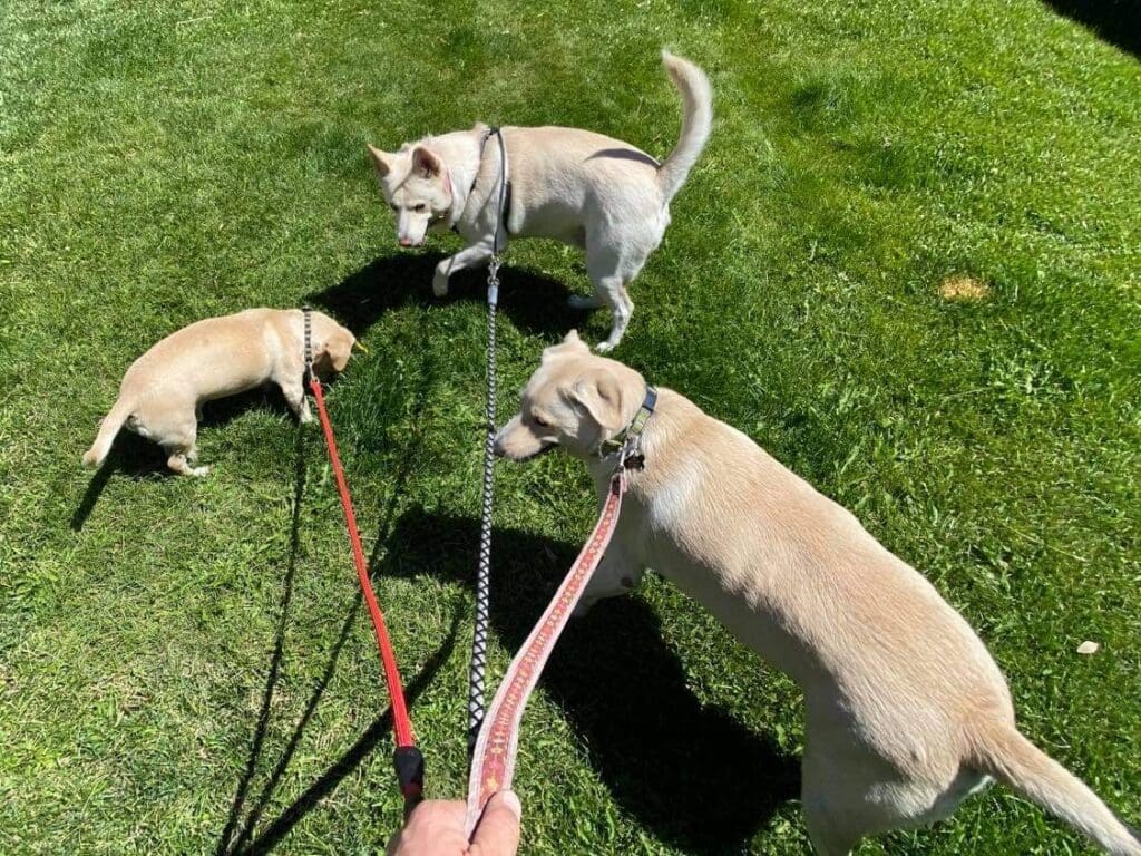 dog daycare south lake tahoe