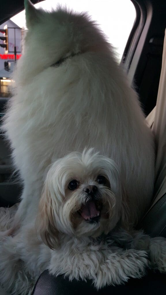 Two dogs in the front seat being transfer from our pet chauffeur