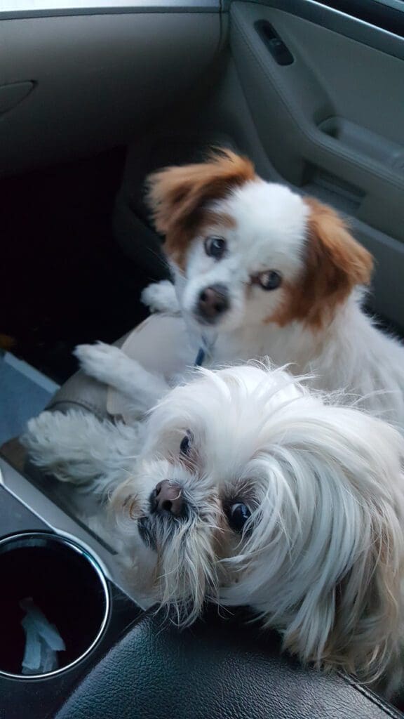 Two dogs in the front seat being transfer from our pet chauffeur