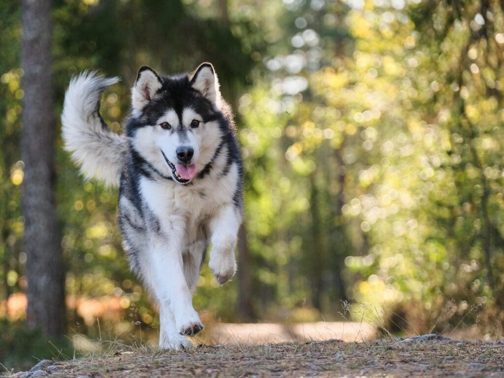 Dog on a hike