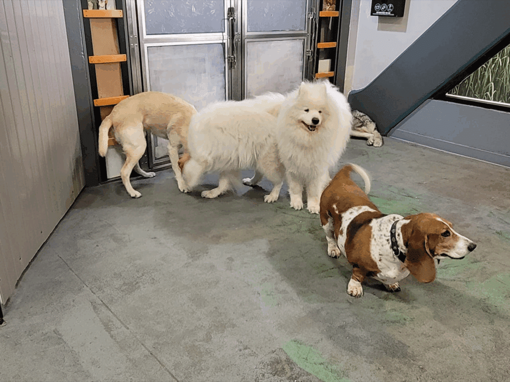 dog boarding in south lake tahoe 